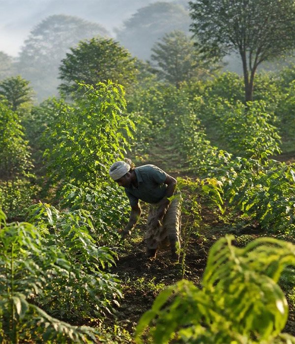 Organic Spice Production and Cinnamon Replanting